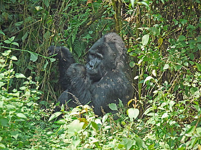 gorila, Silverback, Uganda, Monkey, Ape, dominantné, výkonný