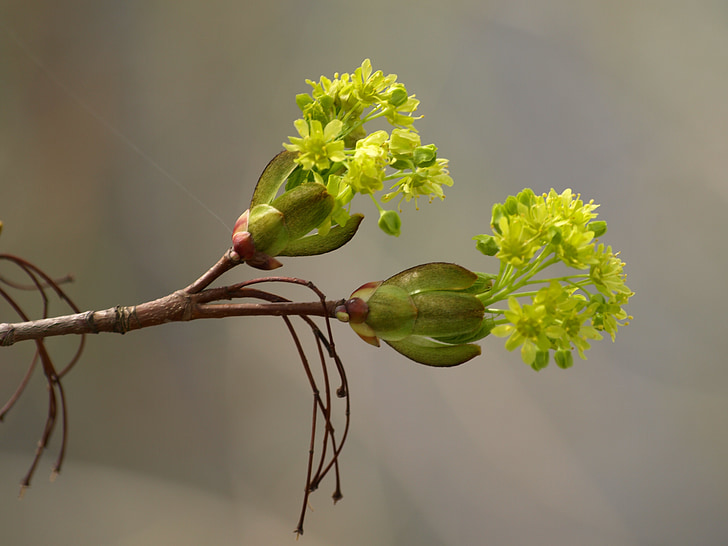 květiny, jaro, květ, Bloom, Zavřít, zelená