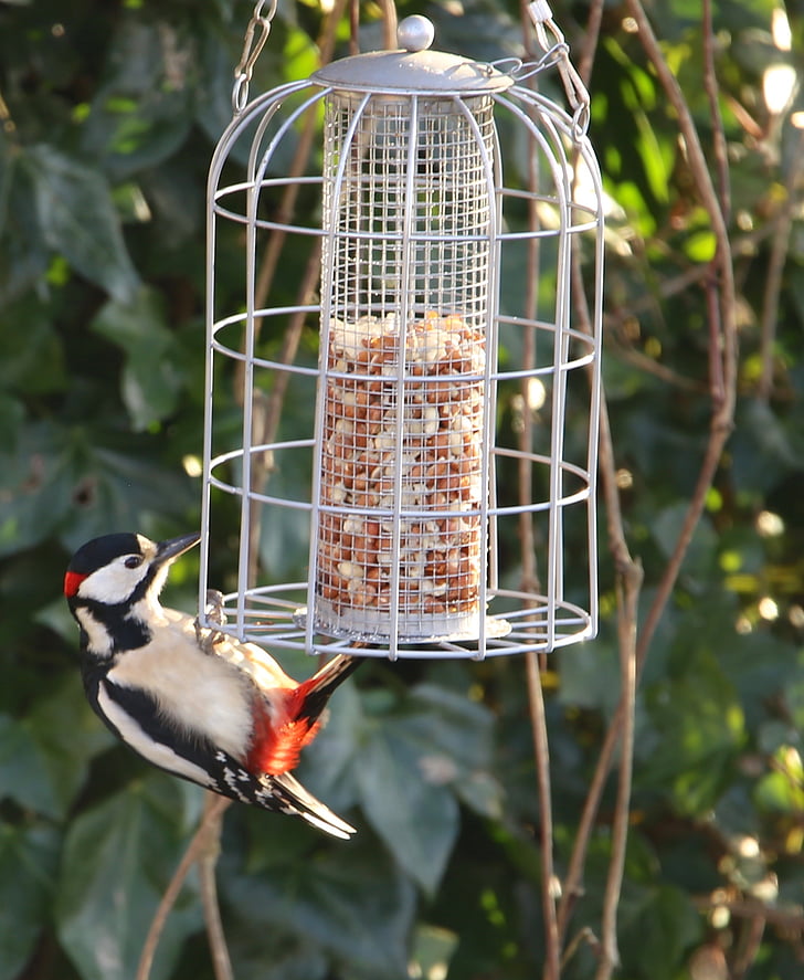 burung, woodpecker melihat besar, dendrocopus utama, mencari makan, bulu