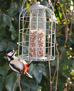 bird, great spotted woodpecker, dendrocopus major, foraging, plumage