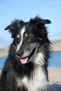 kutya, határ skót juhászkutya, fekete-fehér