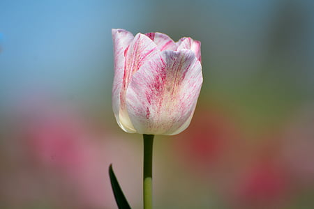 tulipas, flor, Holanda, natureza, fragilidade, planta, pétala