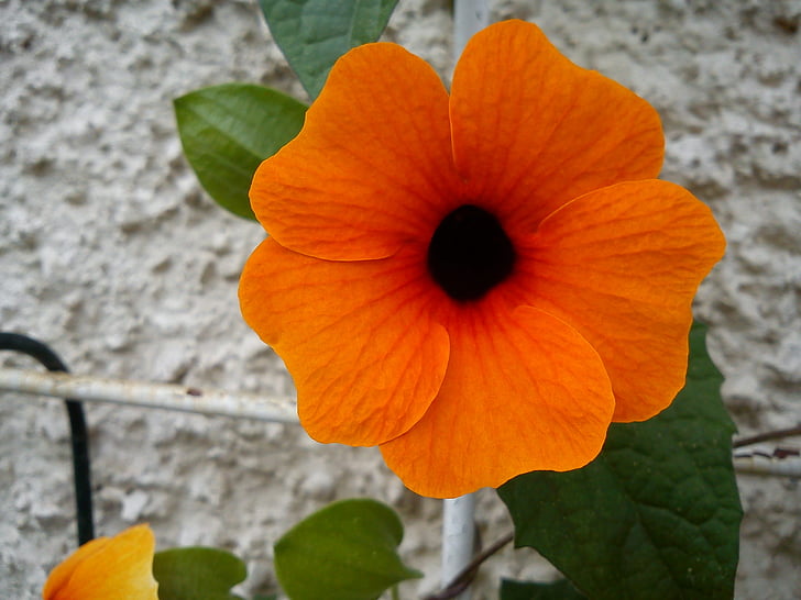 Black eyed susan, flor, flor, alpinista, laranja, Thunbergia alata, brilhante