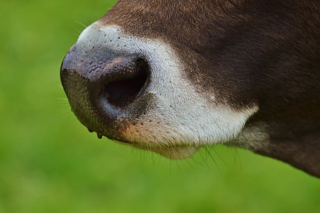 mucca, naso, animale, muso, piedi, bestiame, agricoltura