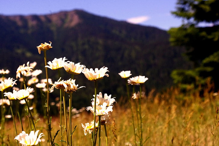 wild flowers, mountain, daisies, landscape, natural, summer, trails