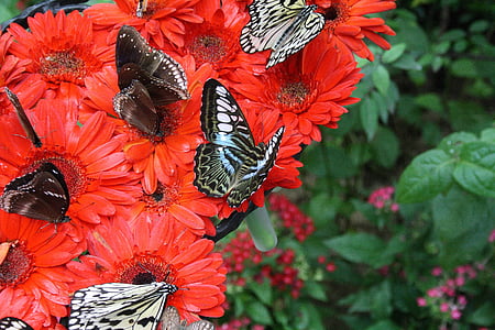 Singapur, letališče, botanični vrt, metulj