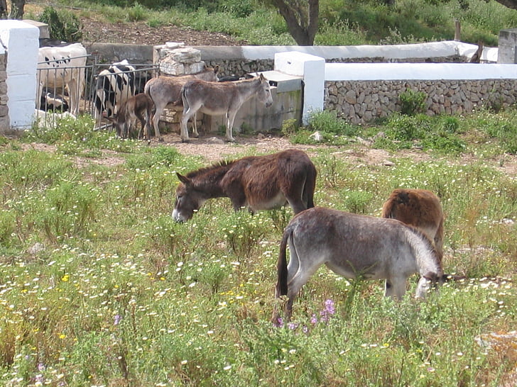 burro, pasto, fazenda, Prado, agricultura, criação de animais, animais
