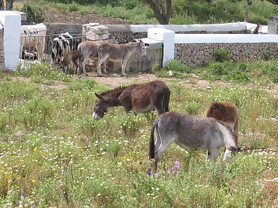 Donkey, đồng cỏ, Trang trại, Meadow, nông nghiệp, chăn nuôi, động vật