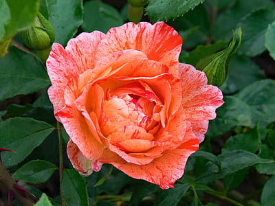 Γαλλικά, τριαντάφυλλο, Grimaldi, λουλούδια, ροζ, κόκκινο, πορτοκαλί