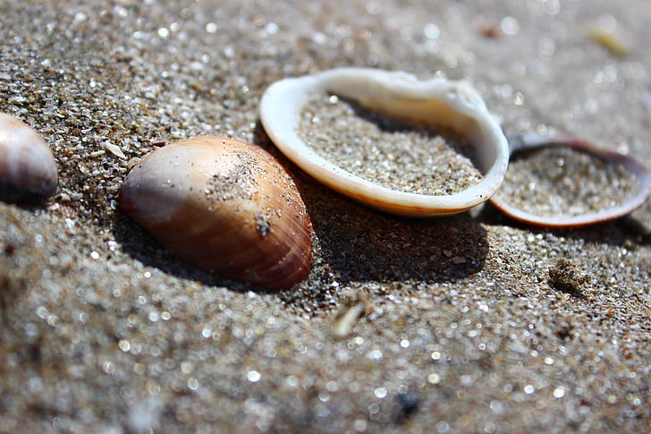 Beach, skaller, havet, animalske shell, sand, natur, close-up