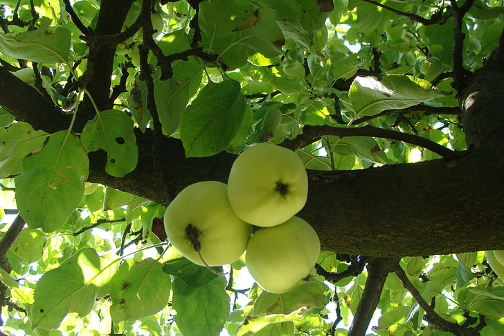 แอปเปิ้ล, ต้นไม้, ต้นไม้แอปเปิ้ล, ผลไม้, ออร์ชาร์ด, สีเขียว, แอปเปิ้ล