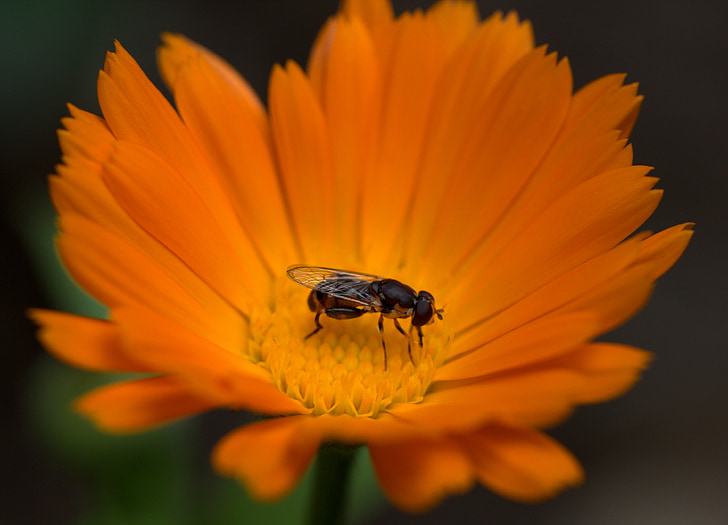 bee, flower, calendula, orange, insecta, pollen, garden