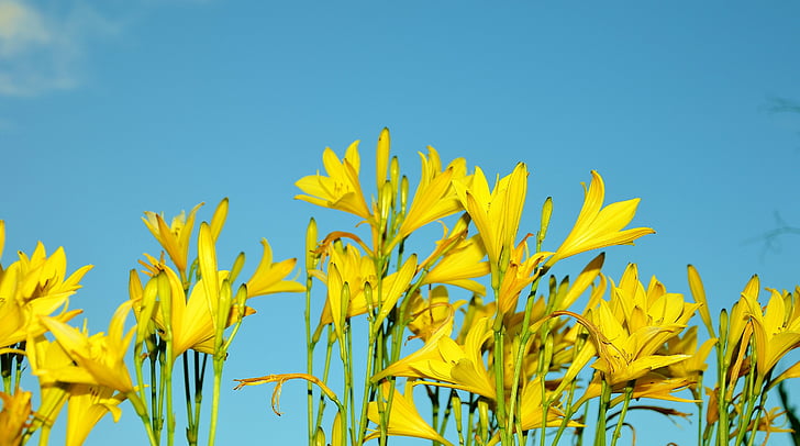 Κίτρινο, λουλούδι, λουλούδια, λουλουδιών και τον ήλιο, φυτό, φύση, το καλοκαίρι