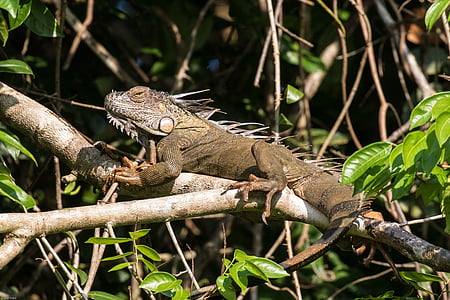 iguana, tropics, rainforest, reptile, scale, lizard, tropical