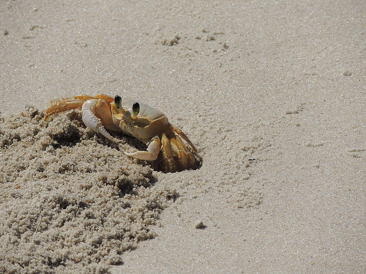 krabbe, Siri, til, stranden, sand, natur, dyr