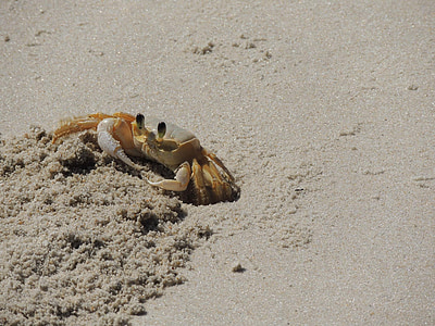 crabe, Siri, À, plage, sable, nature, animal