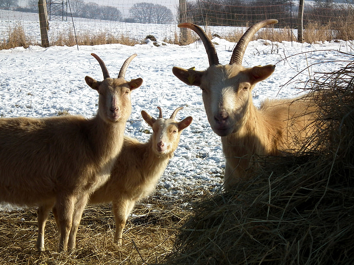 chèvres, brun, trois, hiver, pâturage, petites cornes, fourrure