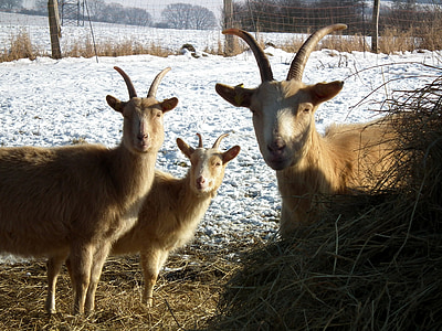 kambing, coklat, tiga, musim dingin, padang rumput, bertanduk, bulu