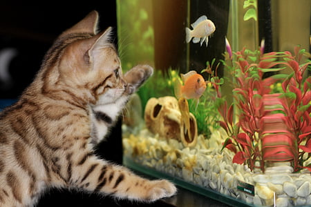 kitten, aquarium, bengal, pet, fish, animal, domestic Cat