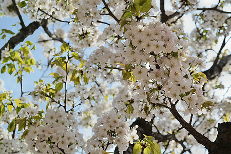 vyšnia, vyšnių žiedai, Pavasario gėlės, Sakura, balta gėlė, dangus, pavasarį