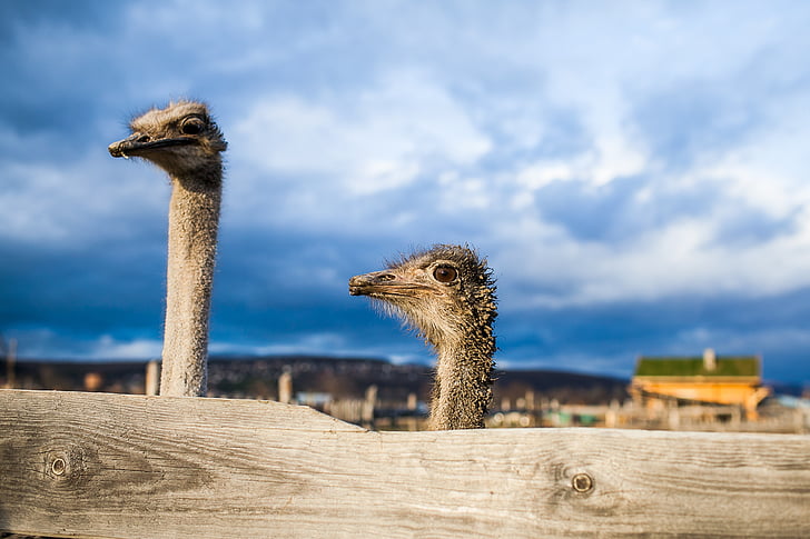 ostrich, surprise, sorrow