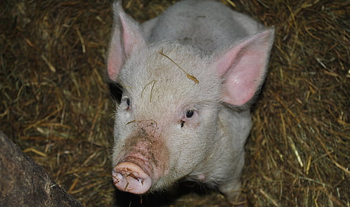pig, animal, pork, snout, bacon
