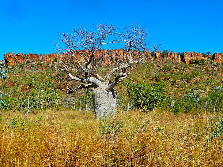 Butelka drzewo, Australia, Queensland Butelka drzewo, Brachychiton rupestris, drzewo, Aussie, Natura