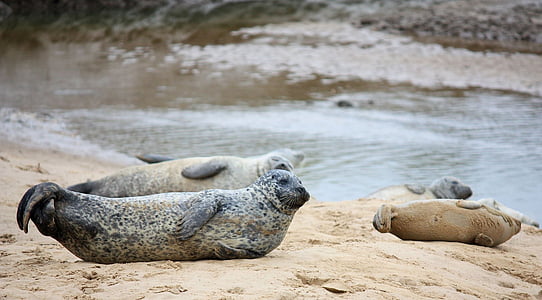 seals, pups, beach, sea, baby, ocean, wildlife