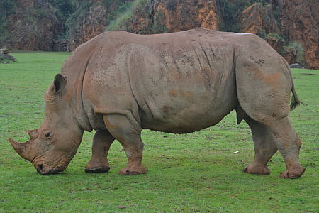 rhino, animals, africa, safari, animal, nature, mammal