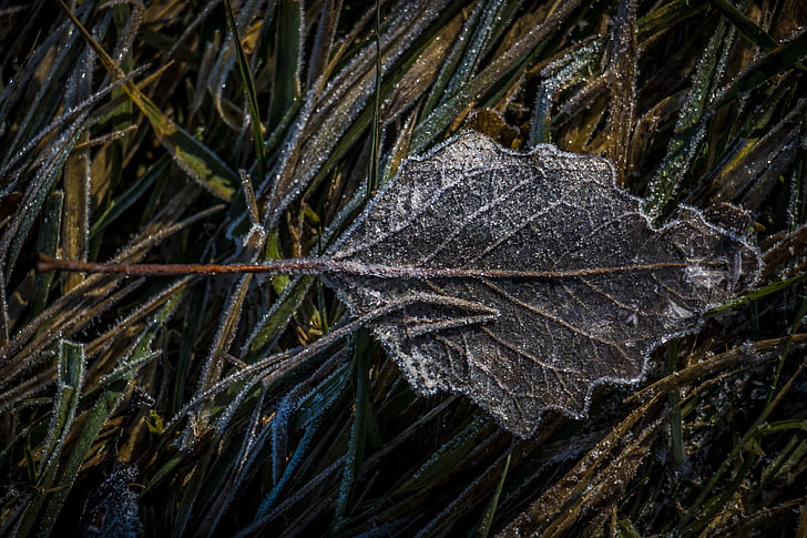 leaf, hoarfrost, frozen, frost, leaves, winter, autumn