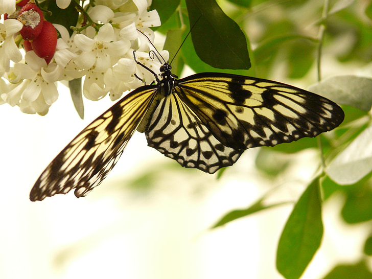 bianco baumnymphe, farfalla, Idea leuconoe, bianco, farfalle, disegno nero, Edelfalter