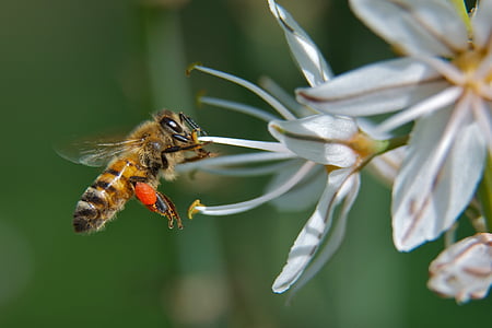 blomst, Bee, insekt, makro, pollen, honningbie, Flora