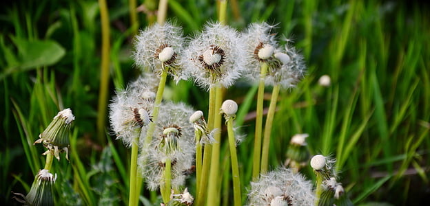 dandelion, common dandelion, pointed flower, seeds, meadow, faded, flower
