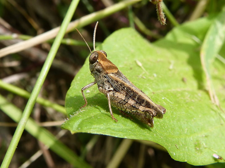grasshopper, lobster, small, insect, tiny, orthopteron, leaf