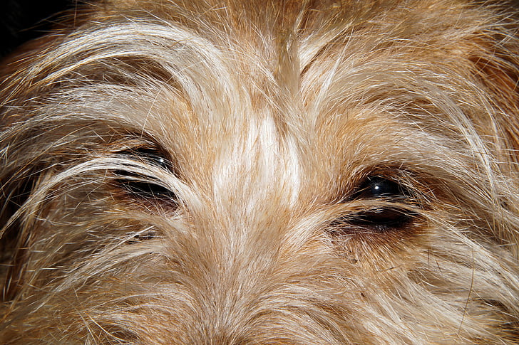 hond, hond ogen, sluiten, kleine hond, Portret