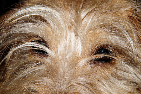 cão, olhos de cão, fechar, cão pequeno, retrato