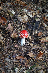 houby, Příroda, lesní houby, Les, Muchomůrka