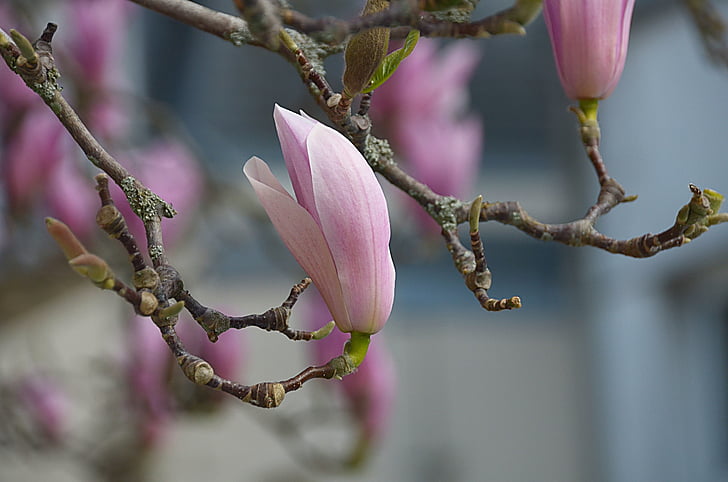 fleurs, magnolias, printemps, flore, botanique, floraison, nature