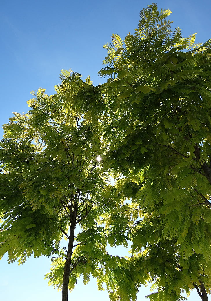 pohon, hijau, langit biru, daun, kontras, ke langit, pohon hijau