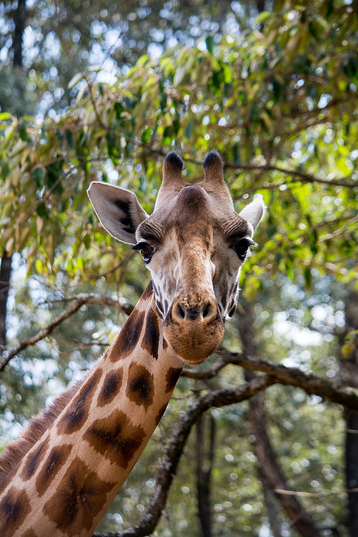 žirafa, prosto živeče živali, živali, gozd, Afrika