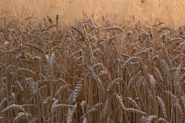 Пшениця, Кукурудза, вуха, зерна, Зрілі, поле, жнива