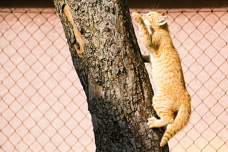 katt, kattunge, träd, klättrar, lesion, däggdjur, Tomcat