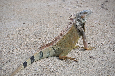 Iguana, arena, criatura, Lagarto, reptil, marrón, naturaleza