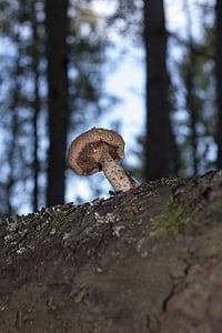 mushroom, parasite, tree, forest, nature