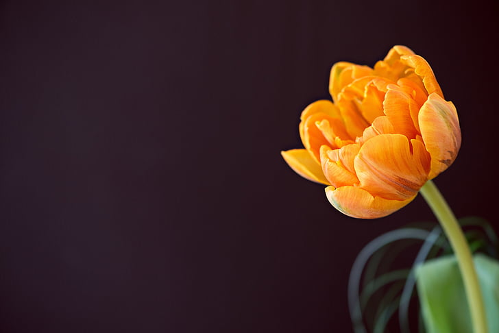 Tulip, blomst, schnittblume, Blossom, Bloom, orange, closeup forårsblomst
