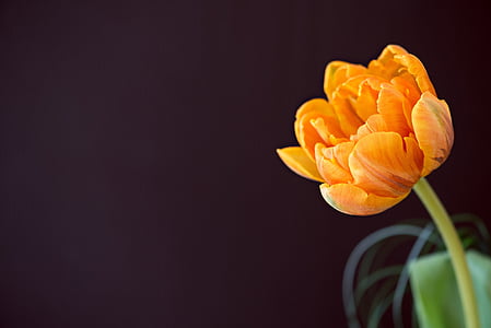 tulpė, gėlė, schnittblume, žiedų, žydėti, oranžinė, closeup Pavasario gėlė
