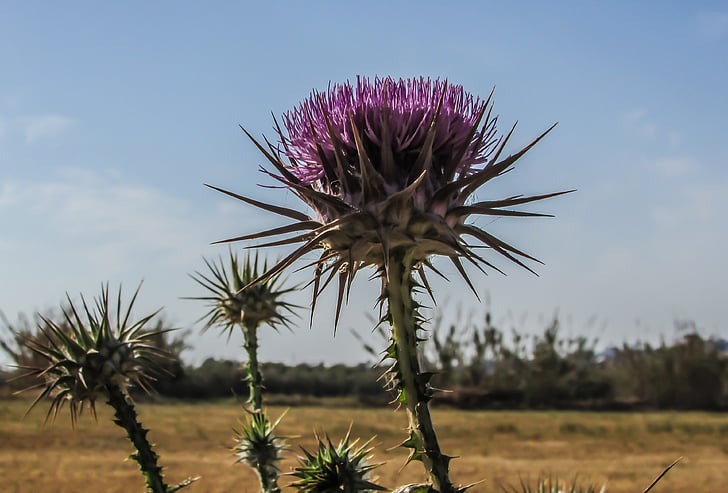cyprus, cavo greko, national park, plant, purple, flora, nature