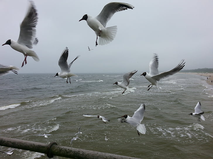 birds, sea, seagull, water, animal world, beach, ocean