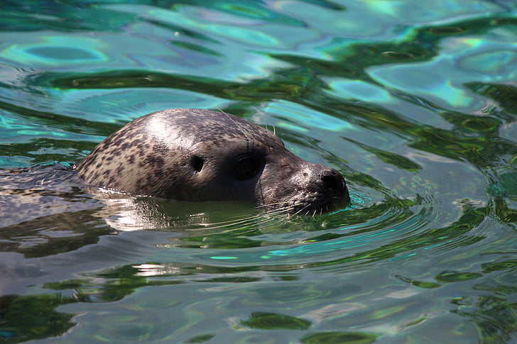 Seal, vand, Robbe, havet, svømme, Zoo, natur