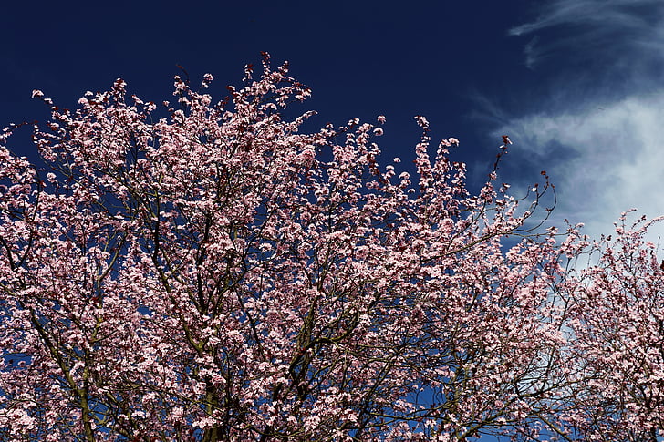ornamental cherry, blossom, bloom, tree, japanese cherry trees, cherry blossom, pink